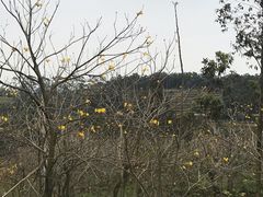 -锄山村
