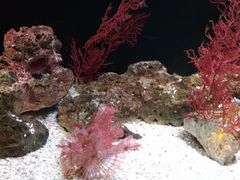 -暹罗海洋世界