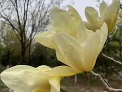 -永定河休闲森林公园