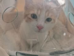 -瑞派福兴宠物医院犬猫全科·骨科·中西医结合(河东店)