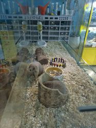 -神奇动物撸宠馆·羊驼·小浣熊·异宠(豫园店)