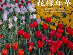-香蜜公园