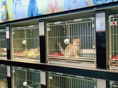 -翊宠yipet猫狗购宠庄园犬舍•猫舍