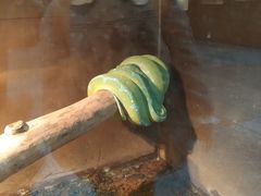 -上海大自然野生昆虫馆(东方明珠·爬宠昆虫探索中心)