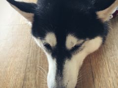 -Husky Go! 哈士奇体验馆·宠物咖啡厅狗咖