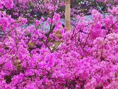 -深圳仙湖植物园