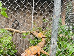 -清迈夜间动物园