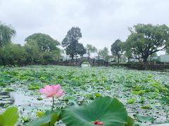 -无锡蠡湖国家湿地公园-蠡园