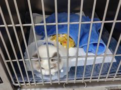 -中农国际动物医院24小时·猫科·骨科·急重症中心