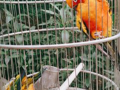 -南宫五洲植物乐园