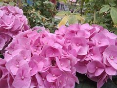 -人民公园(罗湖区)