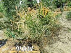 -东莞植物园
