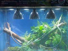 -上海大自然野生昆虫馆