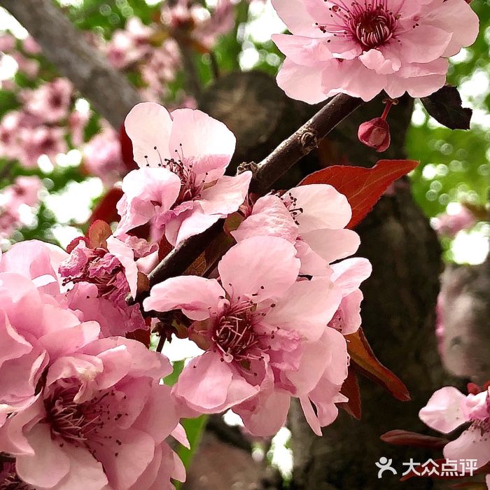 燕郊植物园图片
