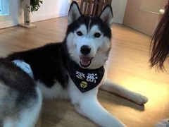 -Husky Go! 哈士奇体验馆·宠物咖啡厅狗咖