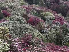 -贵州百里杜鹃风景名胜区