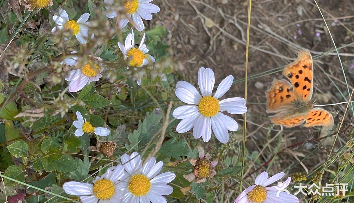 北京西郊白草畔☁️一不小心就步入云中仙境