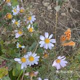 北京西郊白草畔☁️一不小心就步入云中仙境