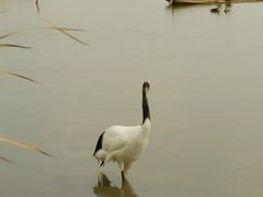 -盐城丹顶鹤湿地生态旅游区
