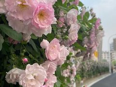 -无锡师范学校附属小学(学前街校区)