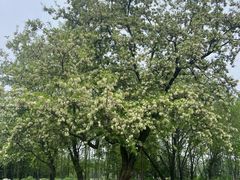-洛阳市隋唐城遗址植物园