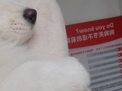-伟伟宠物医院·瑞派猫友好医院·猫科(光谷店)