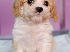 -翊宠yipet猫狗购宠庄园犬舍•猫舍