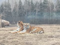 -沈阳森林动物园