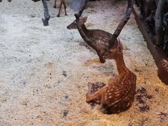 -正佳雨林生态植物园