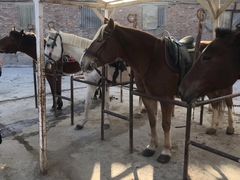 -月河湾马术俱乐部(朝阳店)