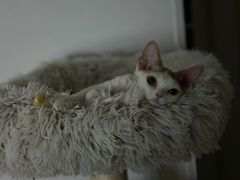 -山宅一喵德文卷毛猫舍