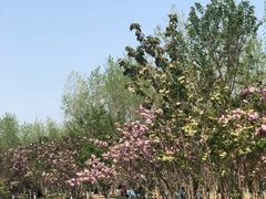 -合肥滨湖国家森林公园