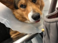 -北京赛佳动物医院