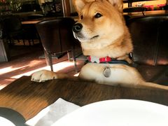 -百好乐宠物友好餐厅(朝外大街店)