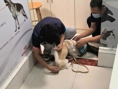 -乐琪宠物医院·犬猫专科·骨外科·急重症