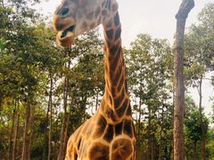 -清迈夜间动物园