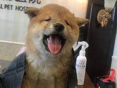 -宠爱国际动物医院·消化内科·心肾内科·ISFM猫友好(望京店)