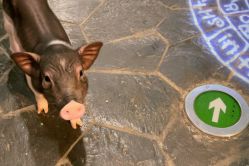 -Zoolung Zoolung动物主题公园(海信广场店)