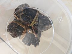 -品鲜村农家菜·阳澄湖大闸蟹(总店)