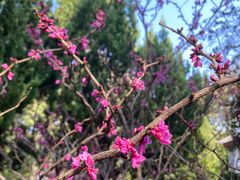 -大理古城-玉洱园