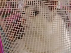 -美联众合24小时动物医院(华苑分院)