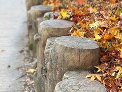 -北京西山国家森林公园