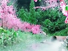 -武陵山森林公园