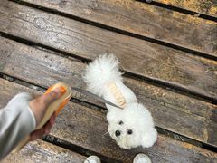 -牛背梁国家森林公园