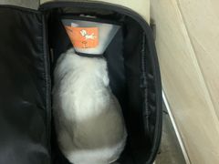 -安安宠医·安宠宠物医院