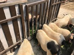 -田园东方蜜桃村的田野营地
