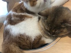 -飞行喵MR PILOT|猫舍·猫咖(静安大融城店)