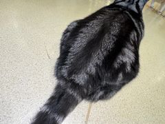 -藏猫猫咖啡主题馆(中央大道店)