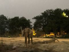 -清迈夜间动物园