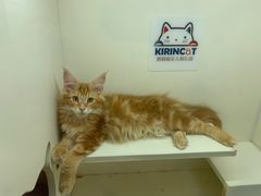 -十年猫舍·猫咪专门店(普陀店)